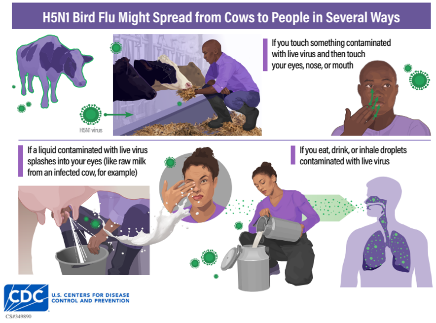 Bird flu spreads from cows through contact with infected materials, then touching your eyes, nose or mouth with unwashed hands.