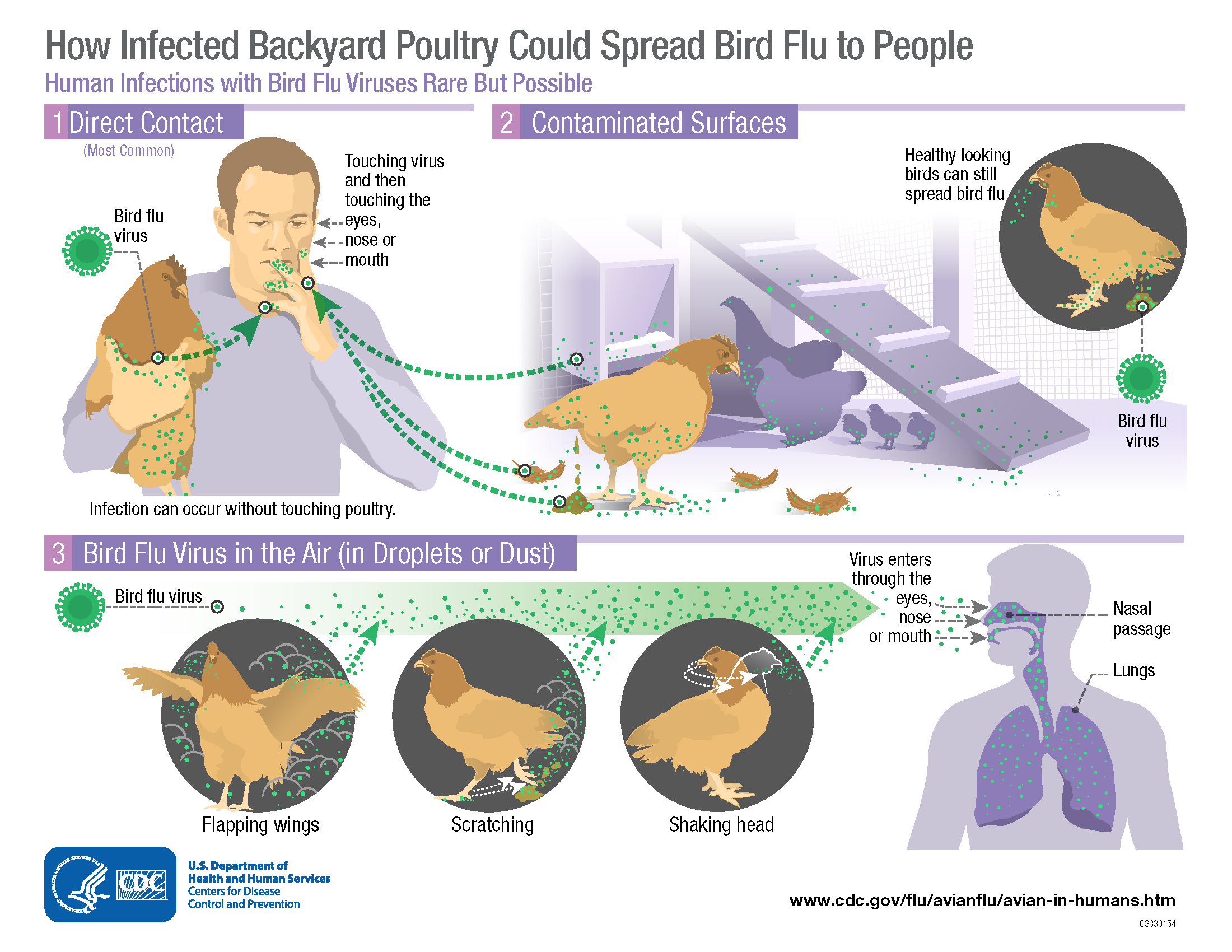 Bird flu spreads from birds through contact with infected materials, then touching your eyes, nose or mouth with unwashed hands.