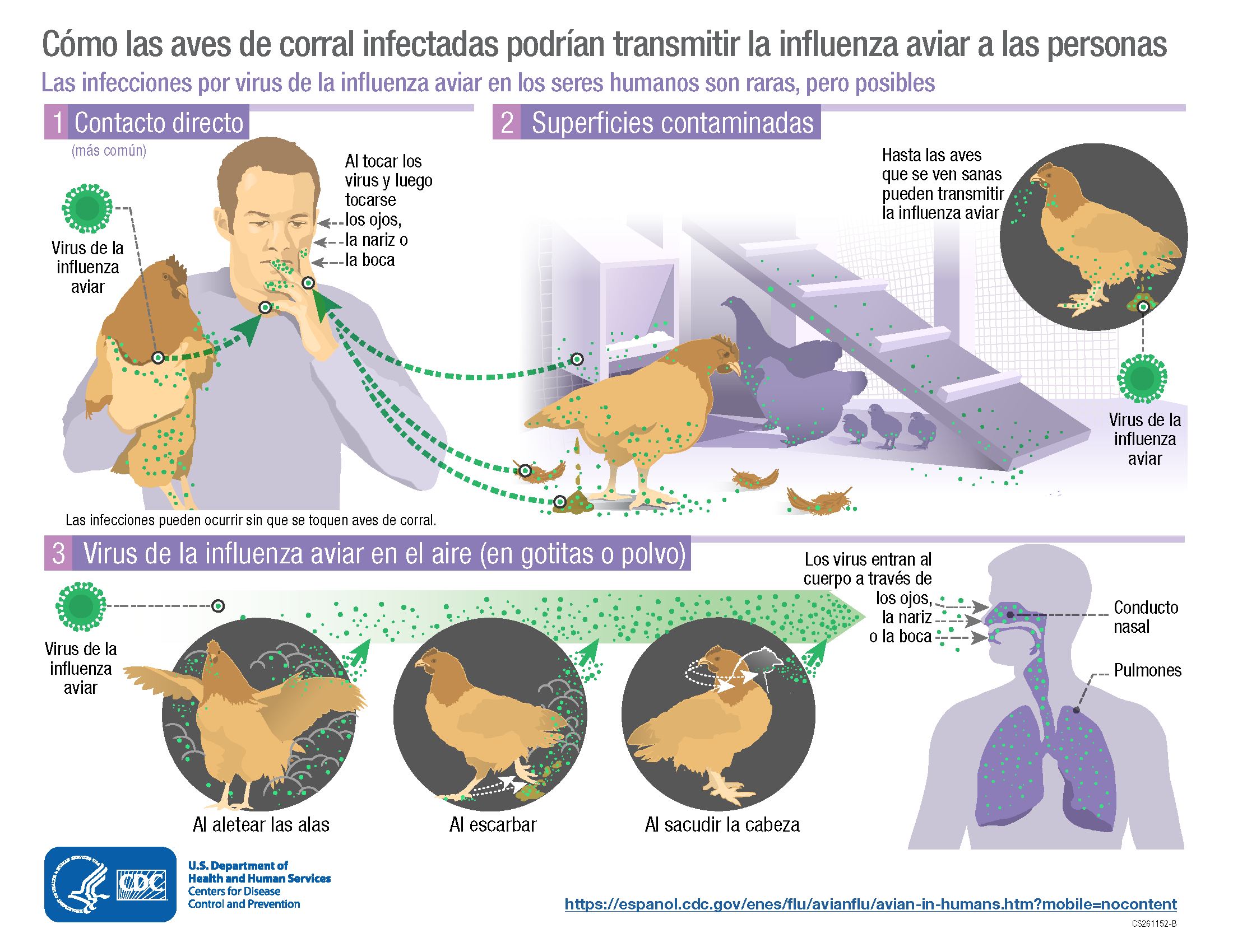 La gripe aviar se propaga por contacto con materiales infectados y luego tocarse los ojos, la nariz o boca con manos sin lavar.