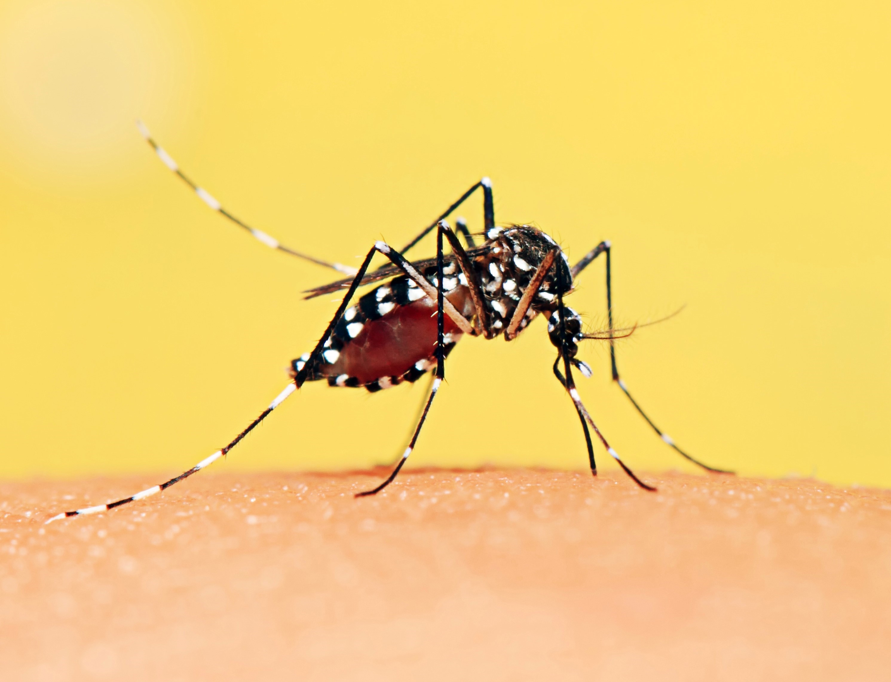 Aedes aegypti mosquito