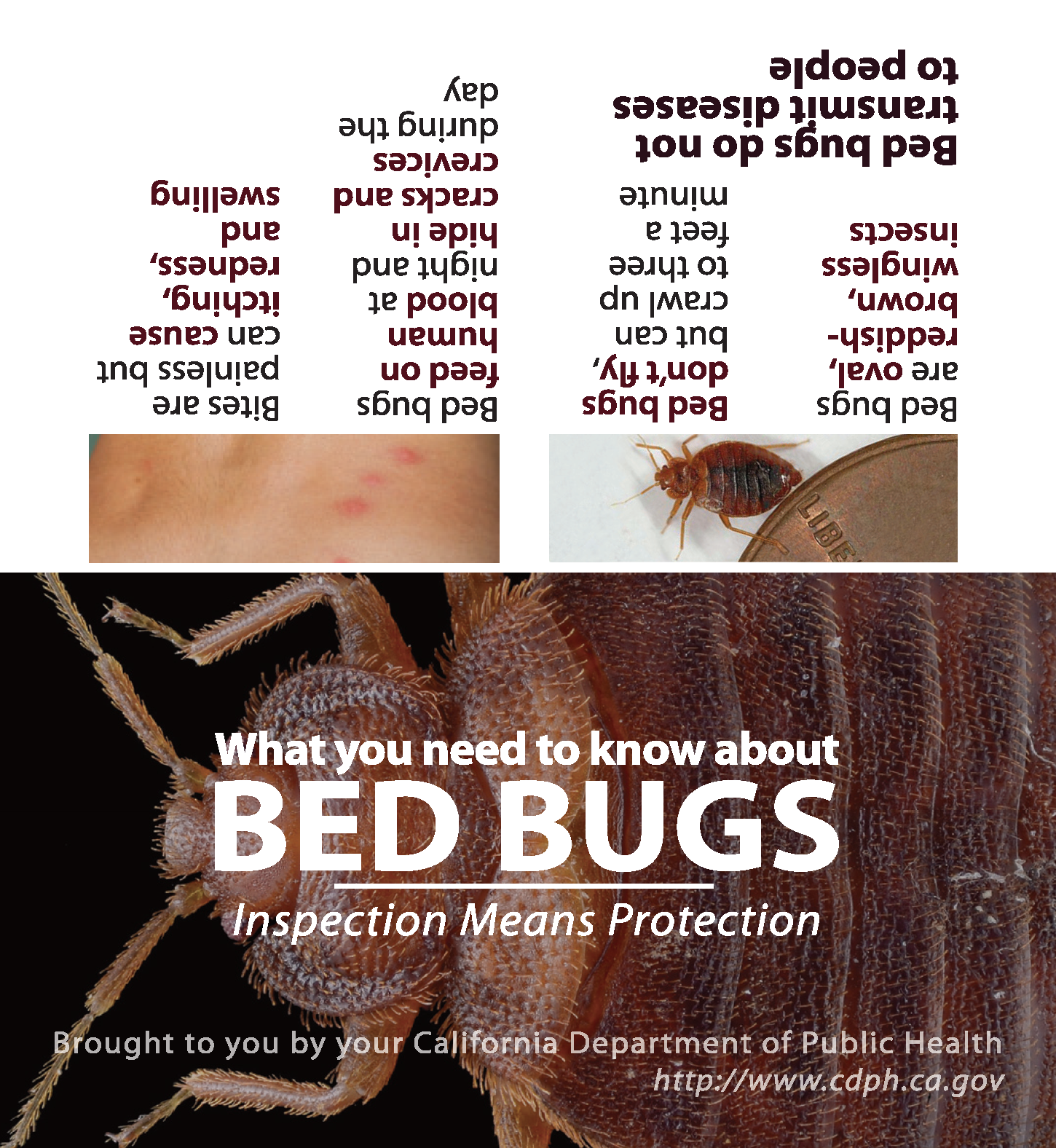 Bed Bug Wallet Card