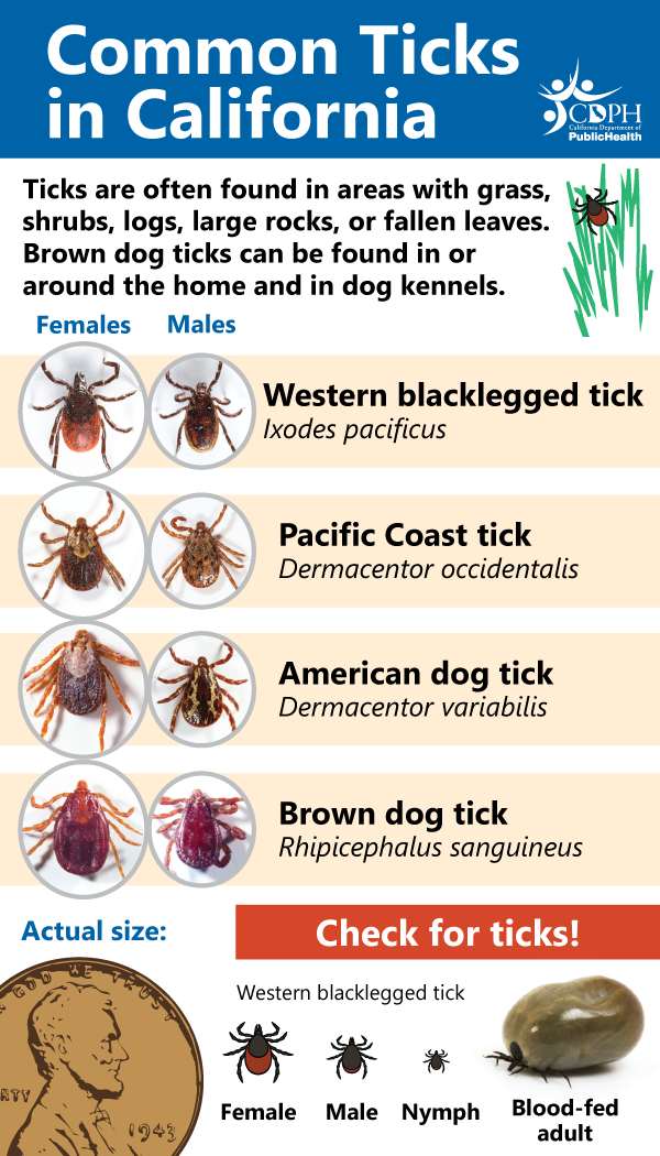 Common ticks in California wallet card